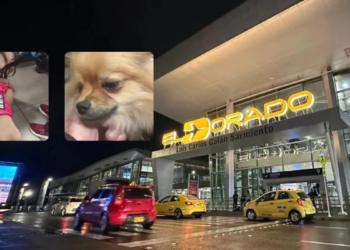 New details of the case of a couple who abandoned their two dogs at the El Dorado Airport in Bogotá: ‘If it is necessary that they be euthanized’