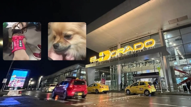 New details of the case of a couple who abandoned their two dogs at the El Dorado Airport in Bogotá: ‘If it is necessary that they be euthanized’