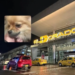 New details of the case of a couple who abandoned their two dogs at the El Dorado Airport in Bogotá: ‘If it is necessary that they be euthanized’