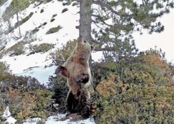 The presence of the bone in Andorra falls with four specimens identified this year