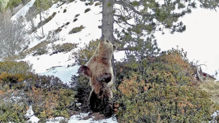 The presence of the bone in Andorra falls with four specimens identified this year