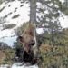The presence of the bone in Andorra falls with four specimens identified this year