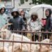 The Canillo Fair brings together 20 ranches and 52 fairs