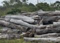 Logs rotting at Palekula as dispute continues