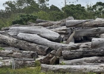 Logs rotting at Palekula as dispute continues