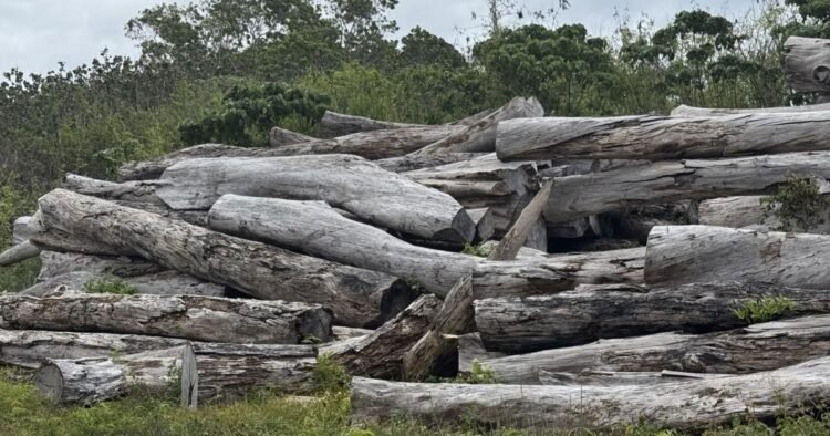 Logs rotting at Palekula as dispute continues