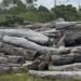 Logs rotting at Palekula as dispute continues