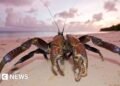 Crew searching for Amelia Earhart plane lands at remote island infested with carnivorous crabs