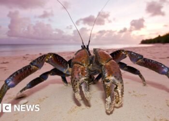 Crew searching for Amelia Earhart plane lands at remote island infested with carnivorous crabs