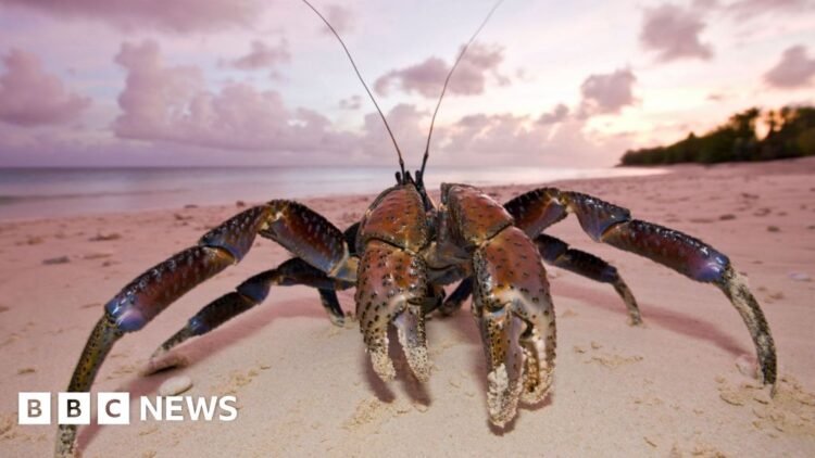 Crew searching for Amelia Earhart plane lands at remote island infested with carnivorous crabs