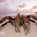 Crew searching for Amelia Earhart plane lands at remote island infested with carnivorous crabs
