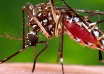 Florida seeing largest dengue outbreak in continental US in decades | World News