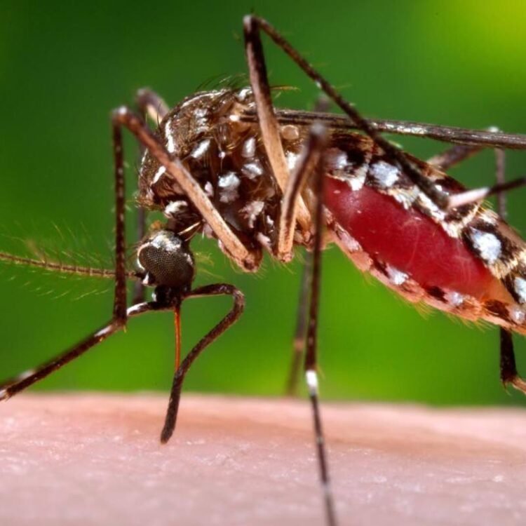 Florida seeing largest dengue outbreak in continental US in decades | World News