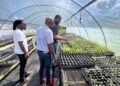 Agriculture Ministry and FAO strengthen climate-smart greenhouse farming in Dominica