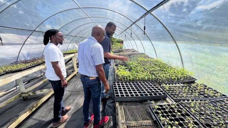 Agriculture Ministry and FAO strengthen climate-smart greenhouse farming in Dominica