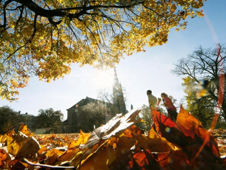 Spring sets course for autumn in trees, says Swiss study