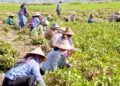 MALI plans special export zones for black gram amid strong market prices