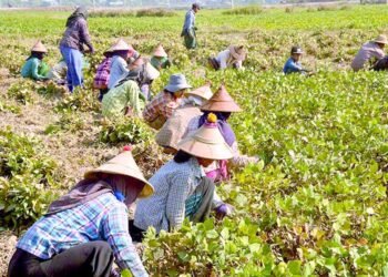 MALI plans special export zones for black gram amid strong market prices