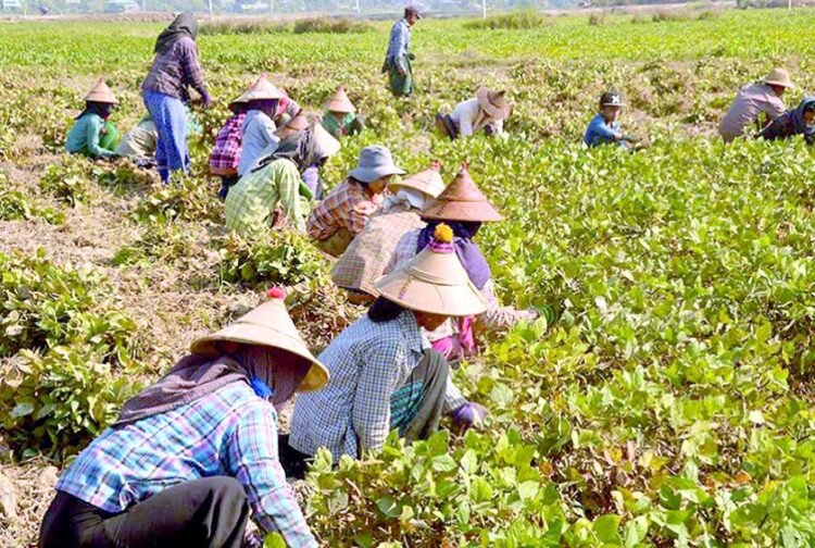 MALI plans special export zones for black gram amid strong market prices