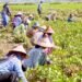 MALI plans special export zones for black gram amid strong market prices