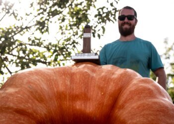 Switzerland’s heaviest pumpkin weighs in at 651kgs