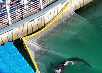 Watch: South Korean officials struggle to free a shark trapped in Busan canal