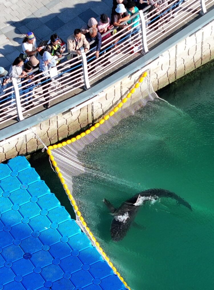 Watch: South Korean officials struggle to free a shark trapped in Busan canal