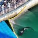 Watch: South Korean officials struggle to free a shark trapped in Busan canal
