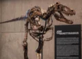 This fossil just sold for a giant $82 million