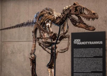 This fossil just sold for a giant $82 million