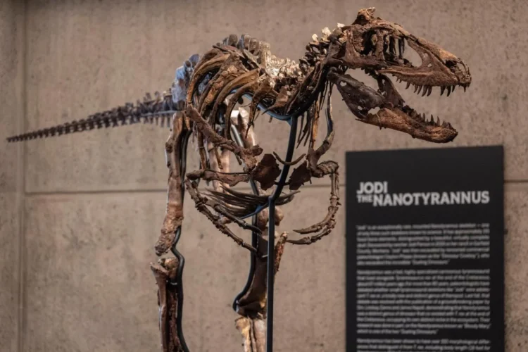 This fossil just sold for a giant $82 million