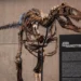 This fossil just sold for a giant $82 million