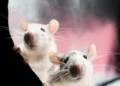 AM quiz: What is the collective noun for rats