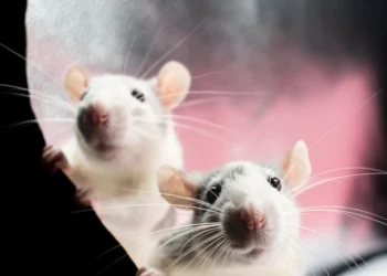 AM quiz: What is the collective noun for rats