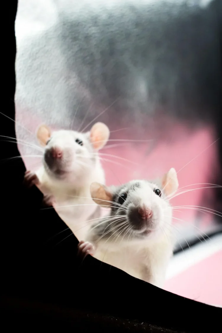 AM quiz: What is the collective noun for rats