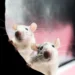AM quiz: What is the collective noun for rats