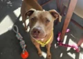 ‘That’s what you get for not listening’: Woman sentenced after beating pregnant dog