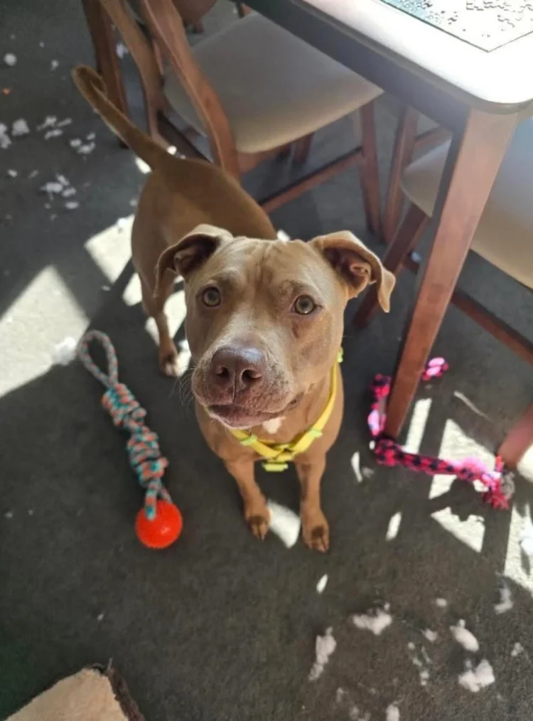 ‘That’s what you get for not listening’: Woman sentenced after beating pregnant dog