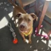 ‘That’s what you get for not listening’: Woman sentenced after beating pregnant dog