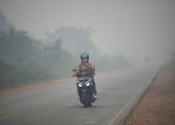 Wildfires threaten Indonesia’s orangutans as rescuers find injured animals