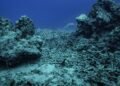 Almost all coral reef ecosystems face risk of collapse in 50 years, study warns