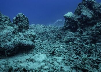 Almost all coral reef ecosystems face risk of collapse in 50 years, study warns