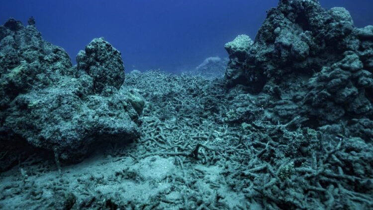 Almost all coral reef ecosystems face risk of collapse in 50 years, study warns