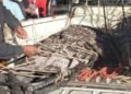 PCM approves protocol for the management of human remains in emergencies and disasters