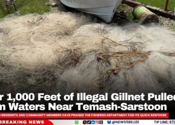 Over 1,000 Feet of Illegal Gillnet Pulled From Waters Near Temash-Sarstoon