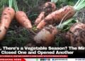 Wait, There’s a Vegetable Season? The Ministry Just Closed One and Opened Another