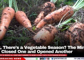 Wait, There’s a Vegetable Season? The Ministry Just Closed One and Opened Another
