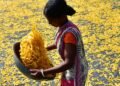 Analysing female labour of the North East States and Union territories