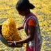 Analysing female labour of the North East States and Union territories