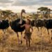 Al-Hadari…the Algerian child raised by ostriches – Al-Shorouk Online